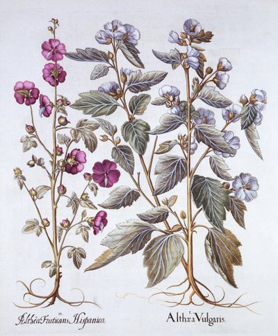 Deux variétés de mauve, de Hortus Eystettensis, par Basil Besler, pub. 1613 - German School